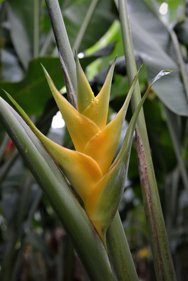 Mena Creek Flower House Экстерьер фото