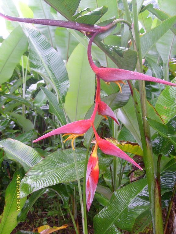 Mena Creek Flower House Экстерьер фото
