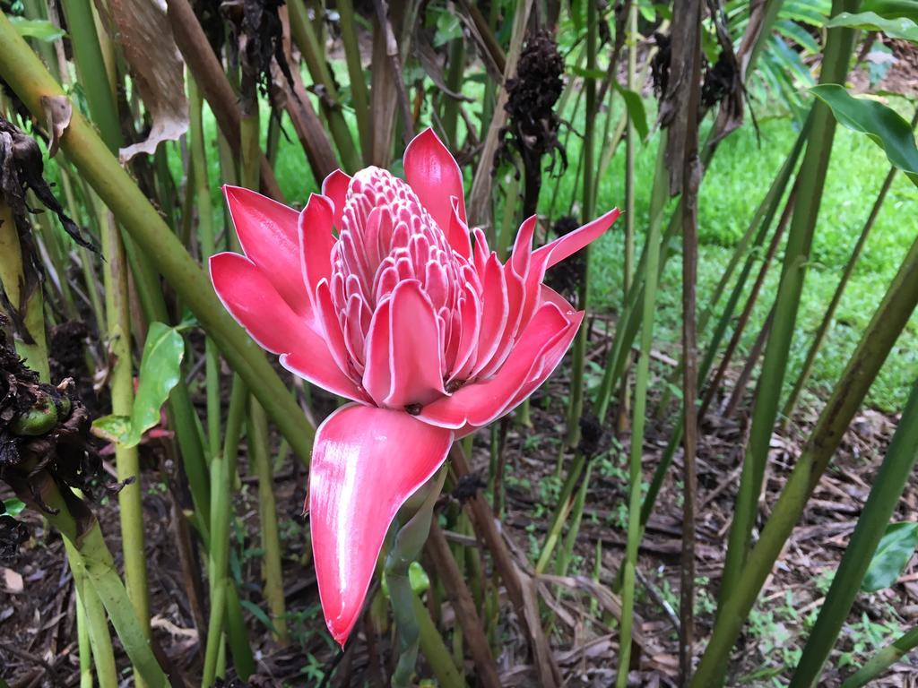 Mena Creek Flower House Экстерьер фото